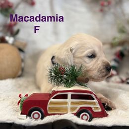 Macadamia - Light golden female Golden Retriever puppy in Salt Lake City, Utah from Soaring golden retrievers