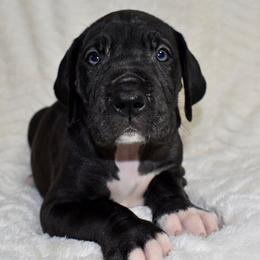 Rebel - Black and white female Great Dane puppy in Chapmansboro, Tennessee from Balthrop Bend Farms