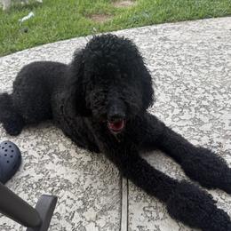 Labradoodle All Grown Up from Prime & Prissy Pooches