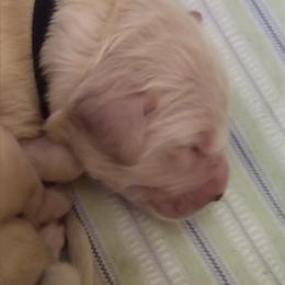 " Poppy, born 2/6/2020 (Goldendoodle)" Goldendoodle, Golden Retriever, and Sheepadoodle Puppies from Guppy Puppies
