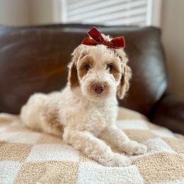 Minnie - Parti female Goldendoodle puppy in Taylorsville, North Carolina from Doggone Dixie Doodles