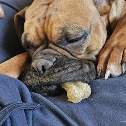 Sheba - Boxer