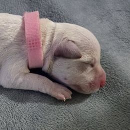 Rose - White female Miniature Schnauzer puppy in Hurst, Texas from SSPuppy - Sophisticated Schnauzers