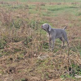 Weimaraner Puppies from So-IN Weimaraner's