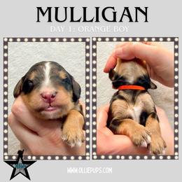 Mulligan (Orange collar) - Tri-color male Bernedoodle puppy in Boiling Springs, South Carolina from OlliePups, LLC