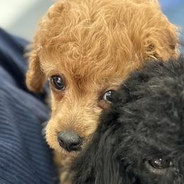 Copper - Red  male Poodle puppy in Ardmore, Oklahoma from Green Acres
