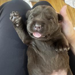 Labrador Retriever Puppies from Enchanted Garden Labradors
