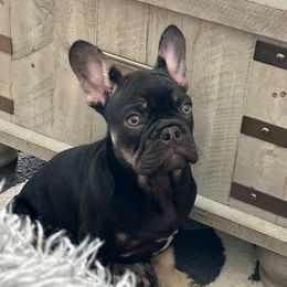 French Bulldog Puppies from Small Batch Frenchies