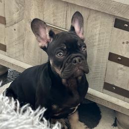 French Bulldog Puppies from Small Batch Frenchies