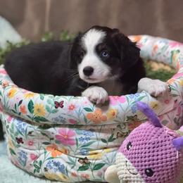 Pasquel - Black tri male Miniature Australian Shepherd puppy in California from Eagle River Aussies