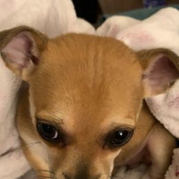 Chihuahua Puppies from Van Ausdoll Kennels