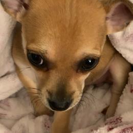 Chihuahua Puppies from Van Ausdoll Kennels