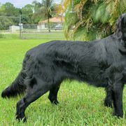 Flat-Coated Retrievers from Magnolia Flat-Coated Retrievers