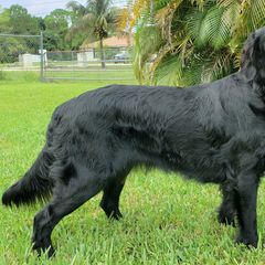 Flat-Coated Retrievers from Magnolia Flat-Coated Retrievers