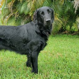 Flat-Coated Retrievers from Magnolia Flat-Coated Retrievers