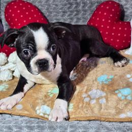 Patrick - Black brindle and white male Boston Terrier puppy in Millers Creek, North Carolina from Tumbling Shoals Hilltop Bostons