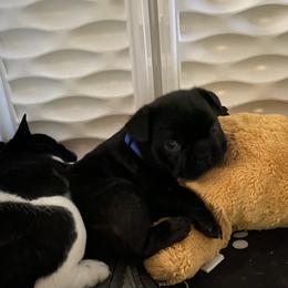 French Bulldog Puppies from Flathead’s Fabulous Frenchies