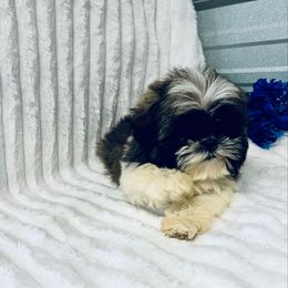AKC Beau - Red and white male Shih Tzu puppy in Elgin, South Carolina from Silver Bells Paw Prints