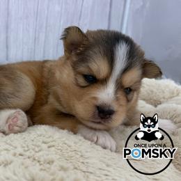 Clyde - Tri-color male Pomsky puppy in Eastman, Georgia from Once Upon A Pomsky