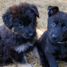 German Shepherd Puppies from Zwinger Vom Rabenauge