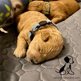 Goldendoodle Puppies from Seby Mini Doodles