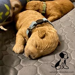 Goldendoodle Puppies from Seby Mini Doodles