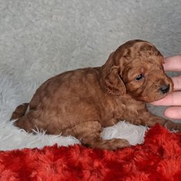 Nutmeg (F1b) - Brown female Cavapoo puppy in Centerton, Arkansas from Velvet Paws Cavapoos