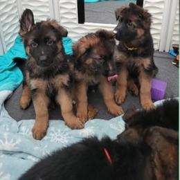 German Shepherd Puppies from Vom Feuer Shepherds