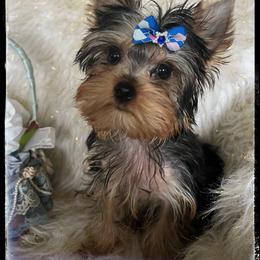 Halo - Blue and gold male Yorkshire Terrier puppy in Darrington, Washington from Seven Cedars Yorkies