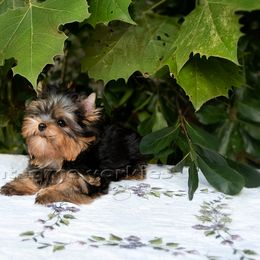 Yorkshire Terrier Puppies from Lightsome Yorkies