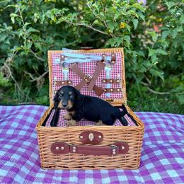Fig - Black and tan male Dachshund puppy in Westport, Kentucky from Lonestar Creek Farm