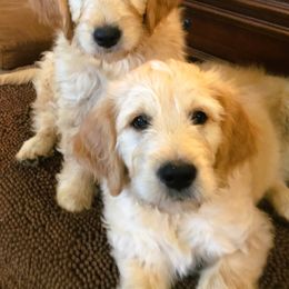 "Noel and Max, pure sweetness" Goldendoodle Puppies from CharLia's Holistic English Cream Golden Retrievers & Doodles