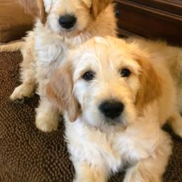 "Noel and Max, pure sweetness" Goldendoodle Puppies from CharLia's Holistic English Cream Golden Retrievers & Doodles