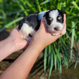Black Parti Female - Parti female Miniature Schnauzer puppy in Trinity, Alabama from C&E'S Schnauzers