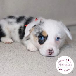 American Corgi, Cardigan Welsh Corgi, and Pembroke Welsh Corgi Puppies from Chloe's Colorful Corgis