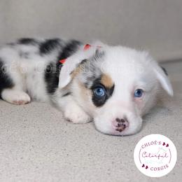 American Corgi, Cardigan Welsh Corgi, and Pembroke Welsh Corgi Puppies from Chloe's Colorful Corgis