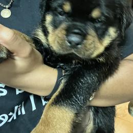 Rottweiler Puppies from Vonbart Rottweilers