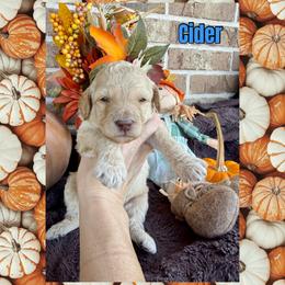 Cider - Cream male Goldendoodle puppy in Caddo Mills, Texas from Fire Wife Doodles