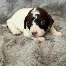AKC Odin - Brown male Poodle puppy in Tecumseh, Oklahoma from Poodles in the Garden