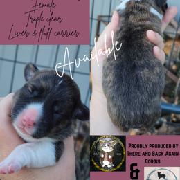 Girl 2 - Brindle and white female American Corgi puppy in Winston, Oregon from There and Back Again Corgis