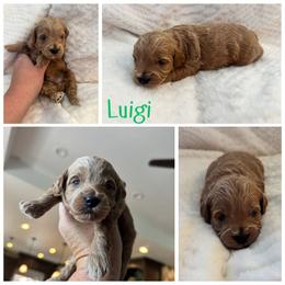 Luigi - Red  male Goldendoodle puppy in Newdale, Idaho from Canyon Creek Puppies