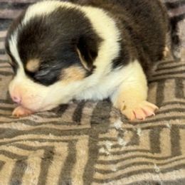 Girl 1 - Black and tan female Pembroke Welsh Corgi puppy in Las Vegas, Nevada from Victory Crown