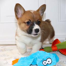AKC Yellow ID Girl - Red female Pembroke Welsh Corgi puppy in Ash Flat, Arkansas from Arkansas Corgis