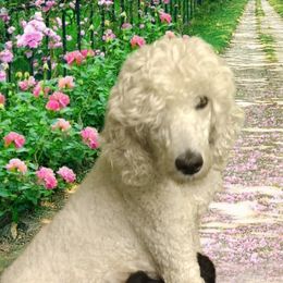Aaliyah - Poodle