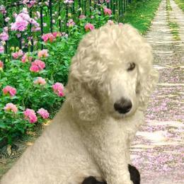 Aaliyah - Poodle