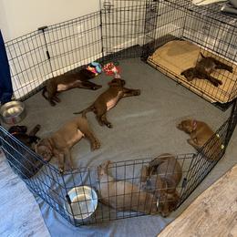 Dilute Retriever Puppies from Summer Lovin’ Labradors of Southern