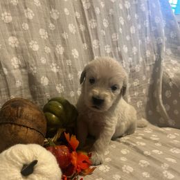 Mr Yellow - Light golden male Golden Retriever puppy in Perkasie, Pennsylvania from Winterview Golden Retrievers