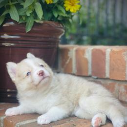 Mink - Merle female Pomsky puppy in Greenville, South Carolina from Thicketty Mountain Pomskies