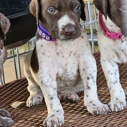 Boy 5 - Liver roan male German Shorthaired Pointer puppy in Henderson, Texas from C4 Gun Dogs