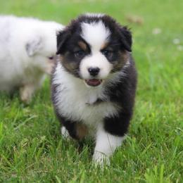 Poppy - Black tri-color female Australian Shepherd puppy in Bagley, Iowa from Diamond M Aussies